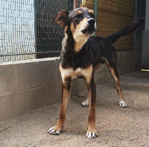 Acero cagnolotto mix Rott Foto 3